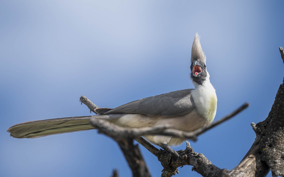 Bare-faced Go-away-bird - ML621486215