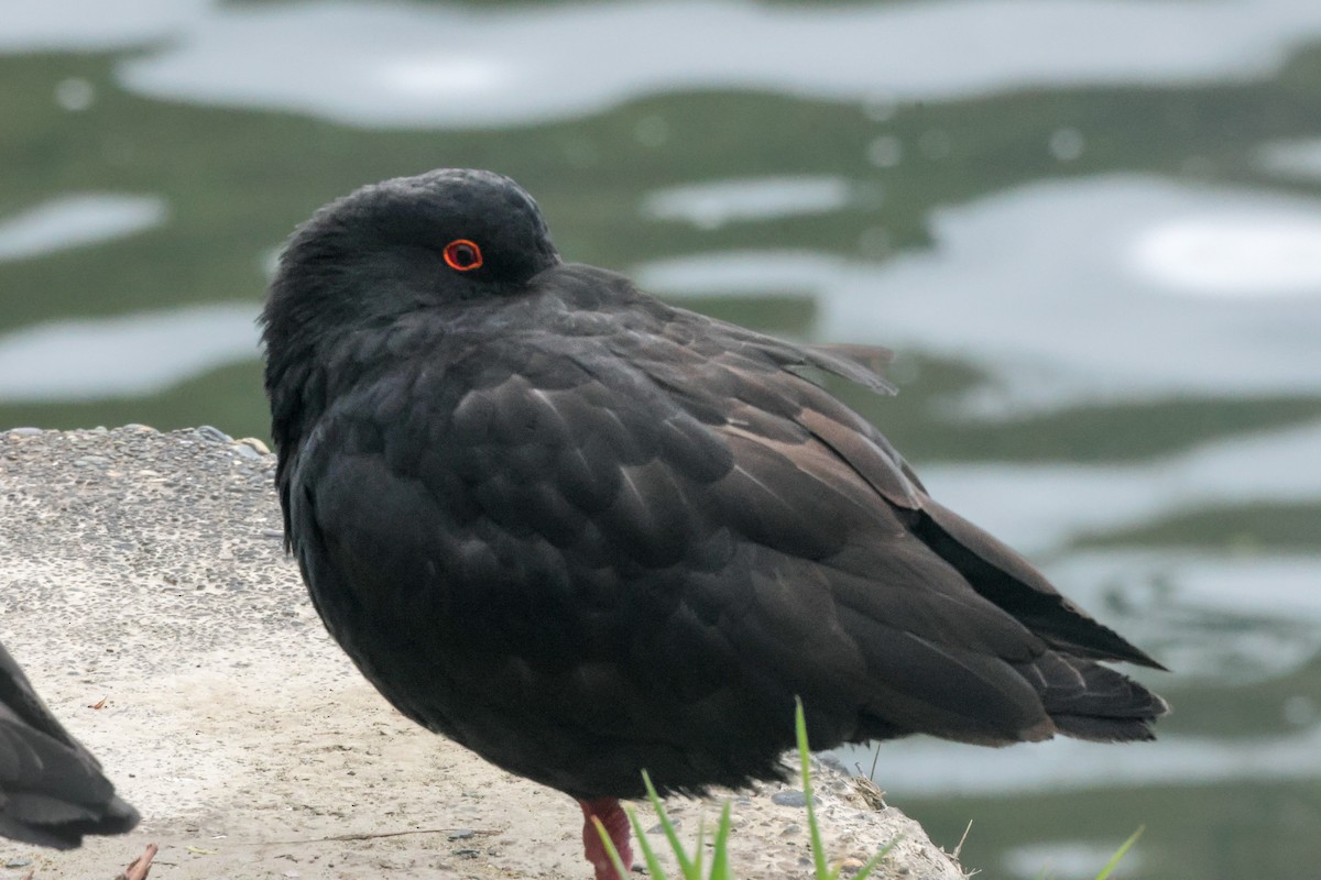 Variable Oystercatcher - ML621486456