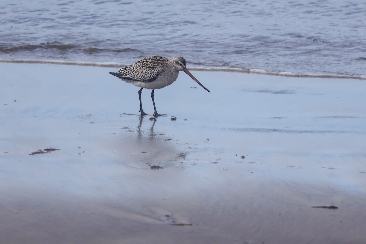 Bar-tailed Godwit - ML621486473