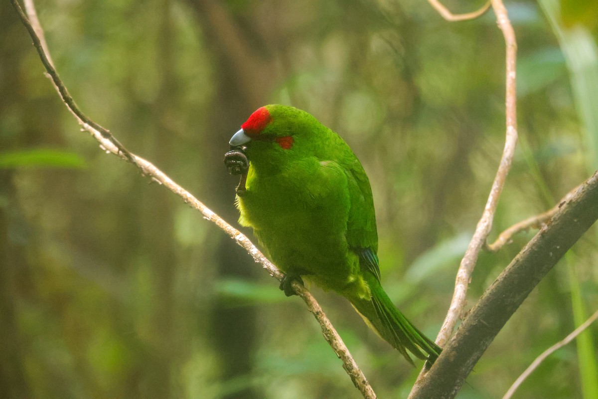 Red-crowned Parakeet - ML621486507