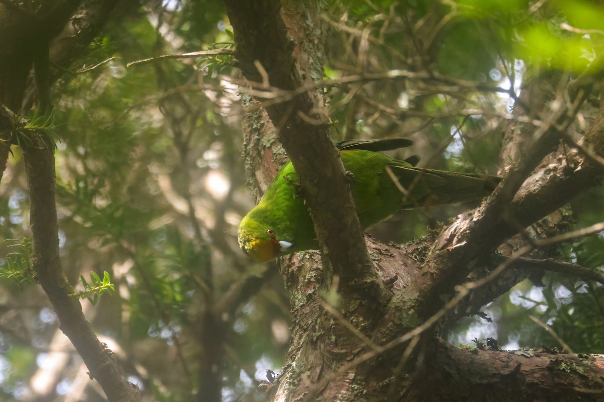 Yellow-crowned Parakeet - ML621486525