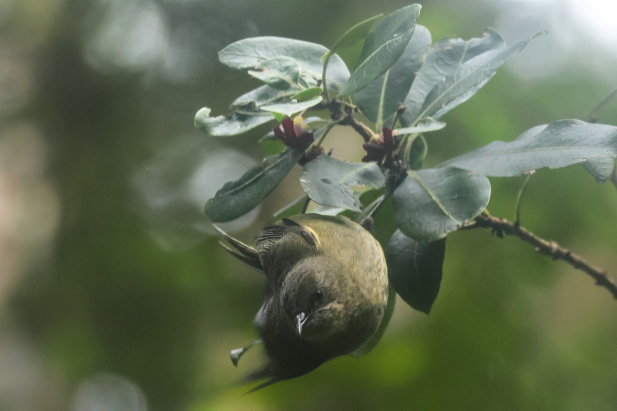 New Zealand Bellbird - ML621486550