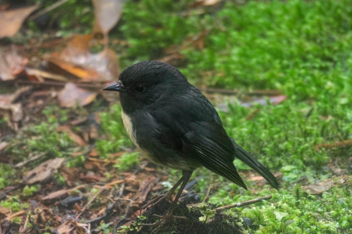 South Island Robin - ML621486565