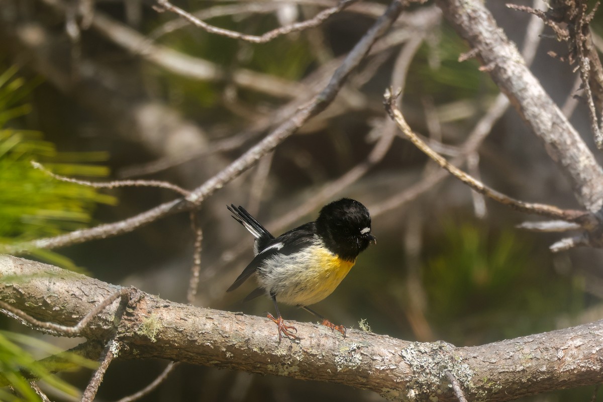 Tomtit - ML621486583