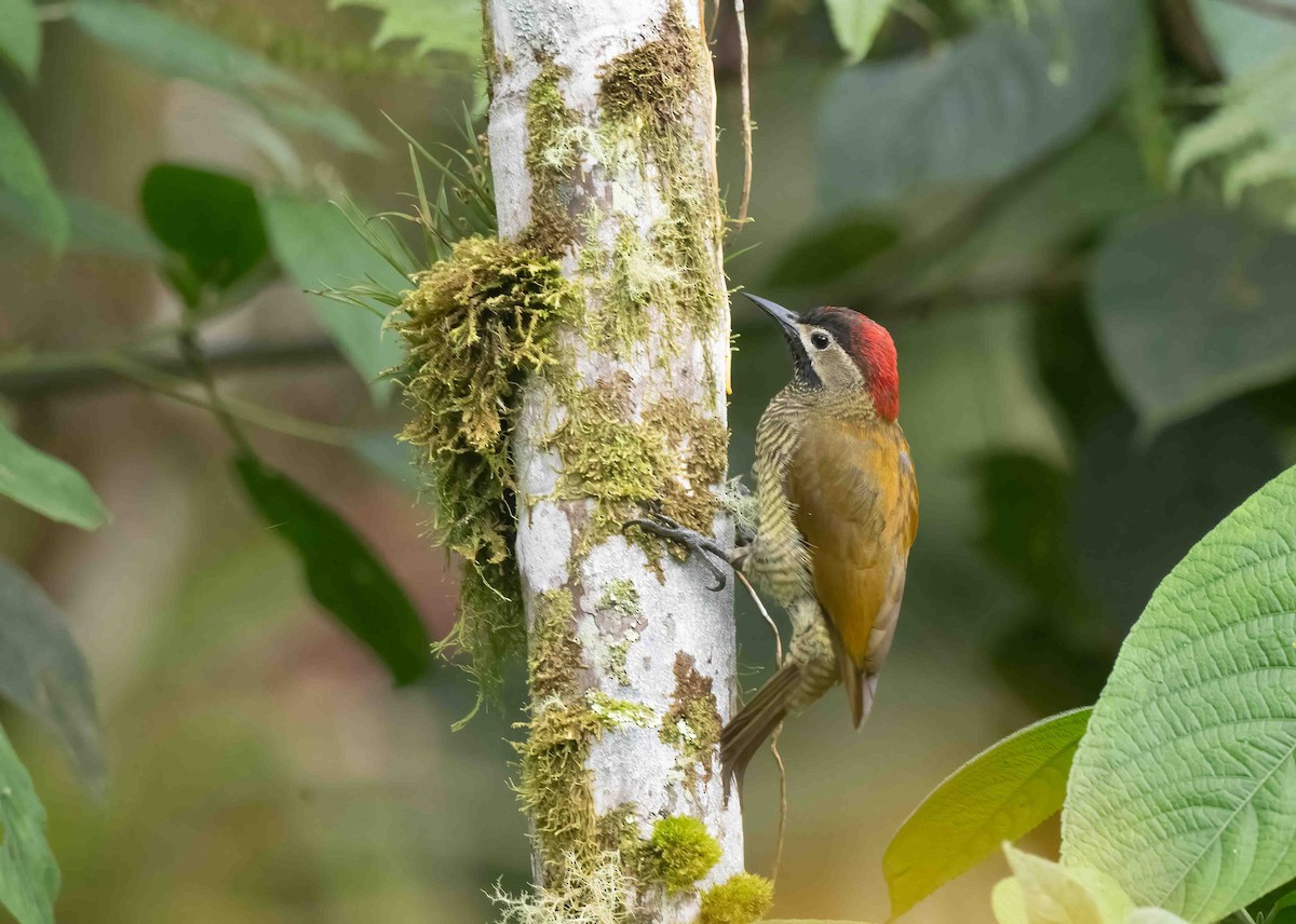 Golden-olive Woodpecker - ML621486601