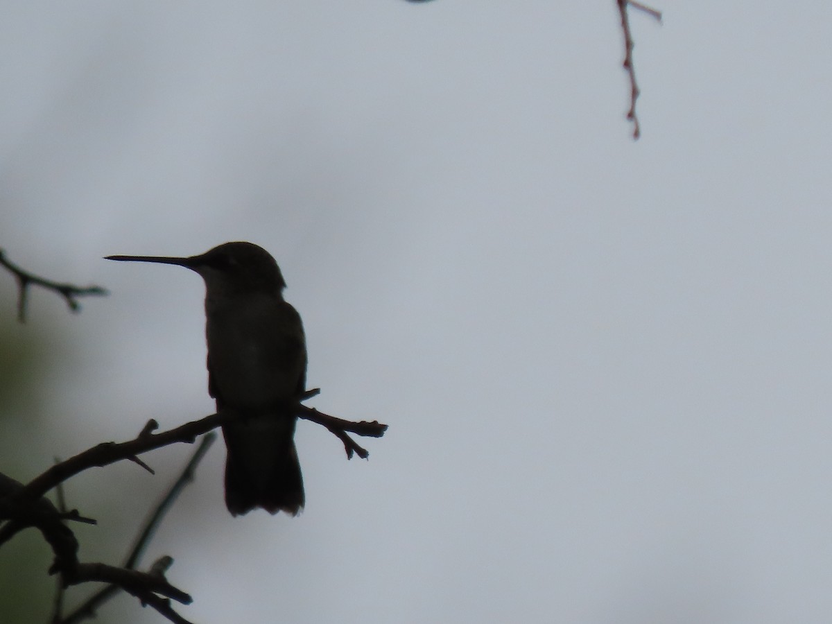 Ruby-throated Hummingbird - ML621486604