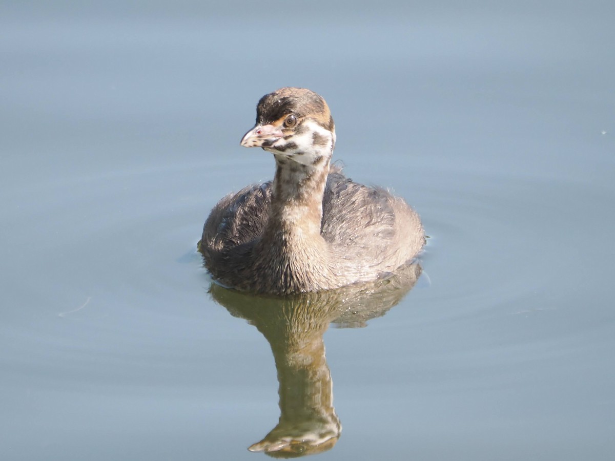 eBird Checklist 14 Jul 2024 Vasona Lake County Park 40 species