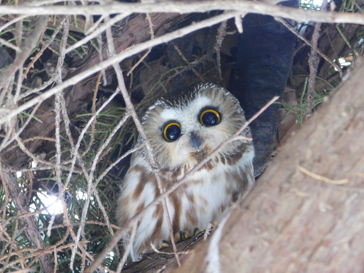 Northern Saw-whet Owl - ML621486656