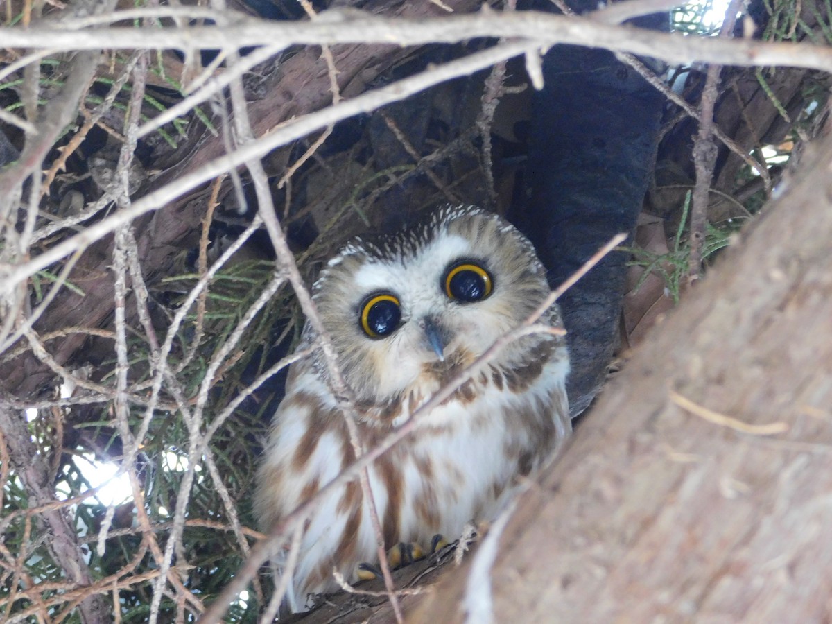 Northern Saw-whet Owl - ML621486658