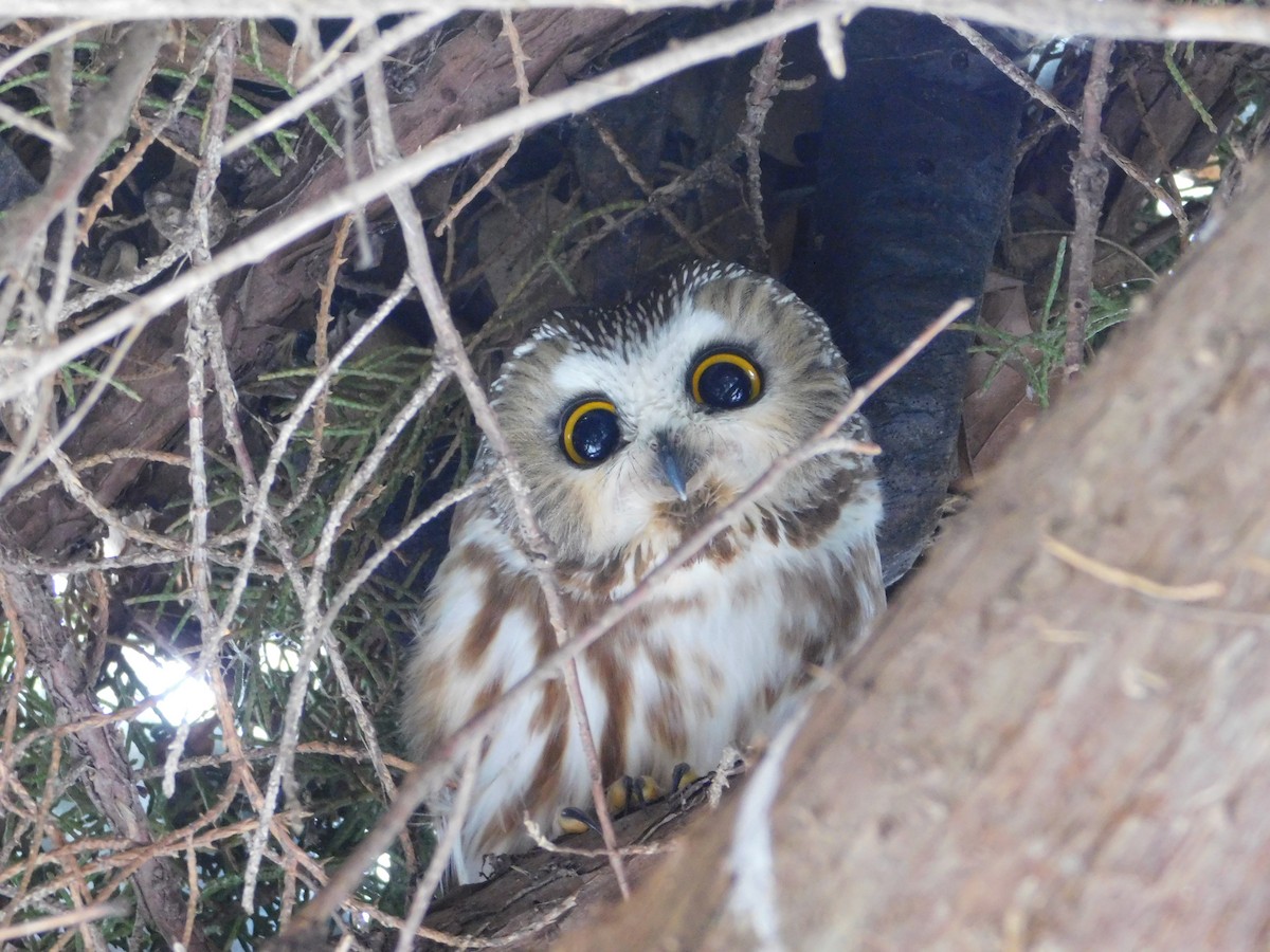 Northern Saw-whet Owl - ML621486659