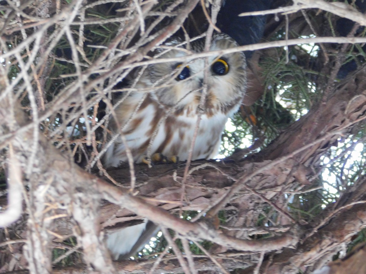 Northern Saw-whet Owl - ML621486660