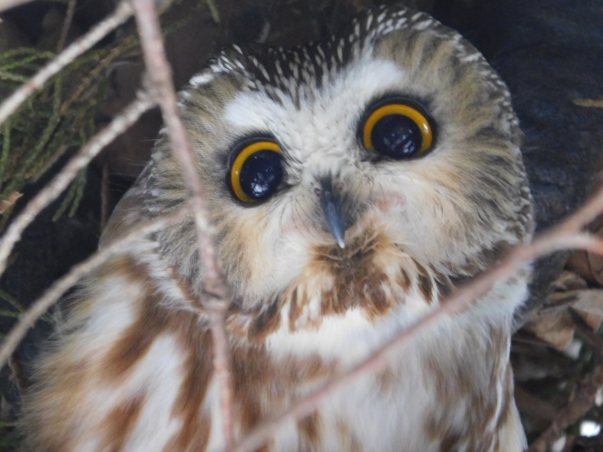 Northern Saw-whet Owl - ML621486661