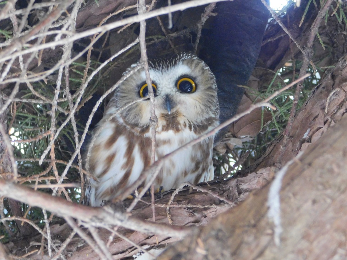 Northern Saw-whet Owl - ML621486662