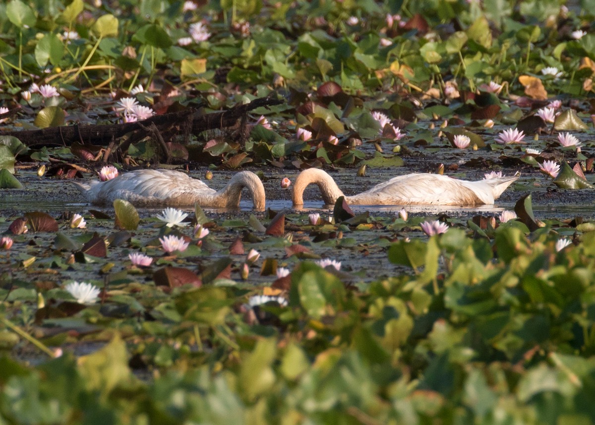 Trumpeter Swan - ML621486680