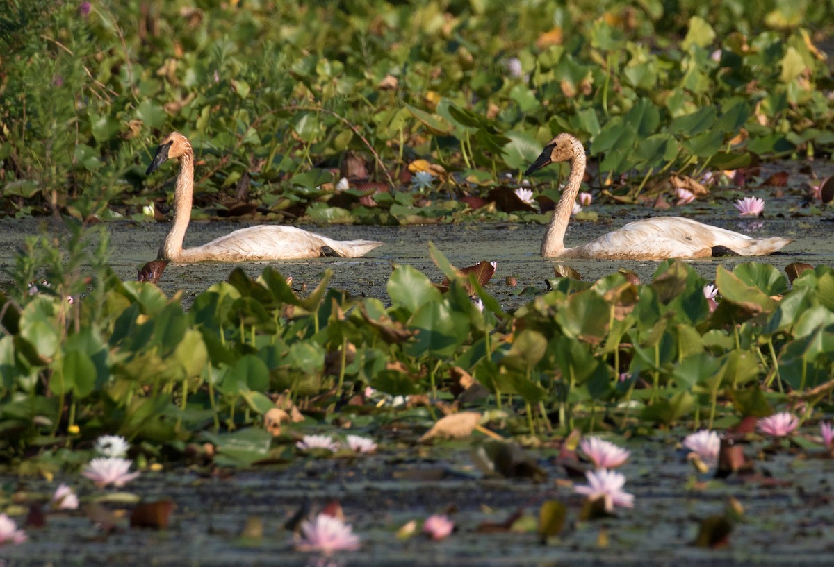 Trumpeter Swan - ML621486681