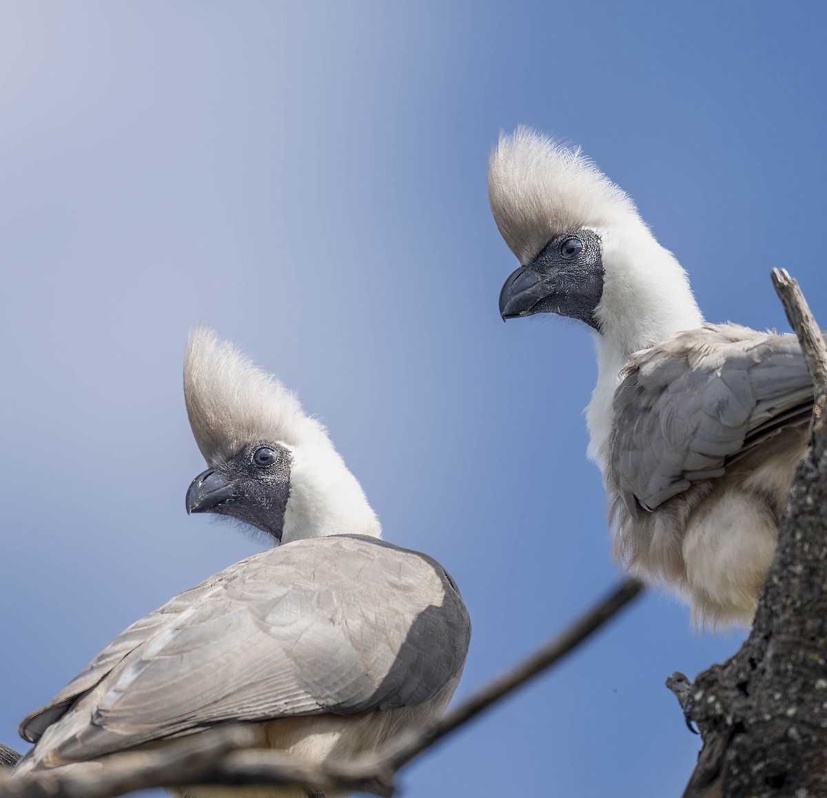 Bare-faced Go-away-bird - ML621486735