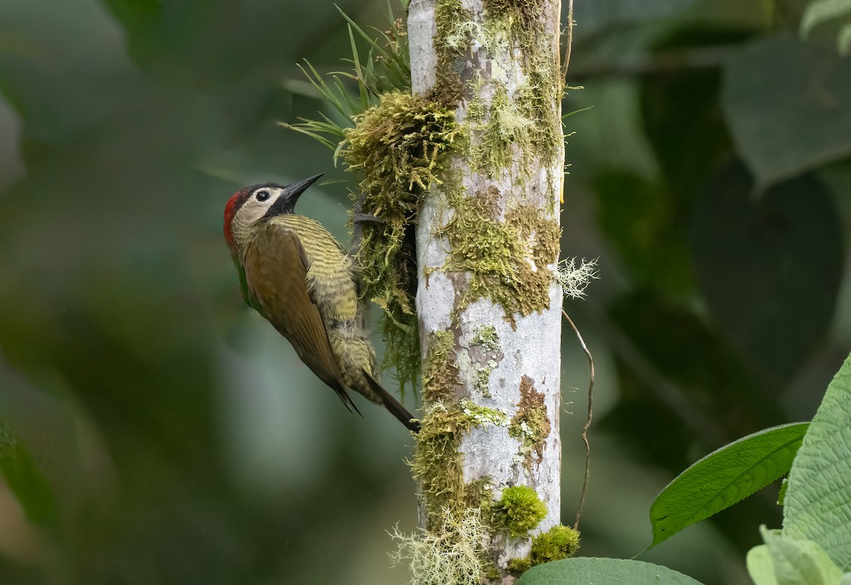 Golden-olive Woodpecker - ML621486775