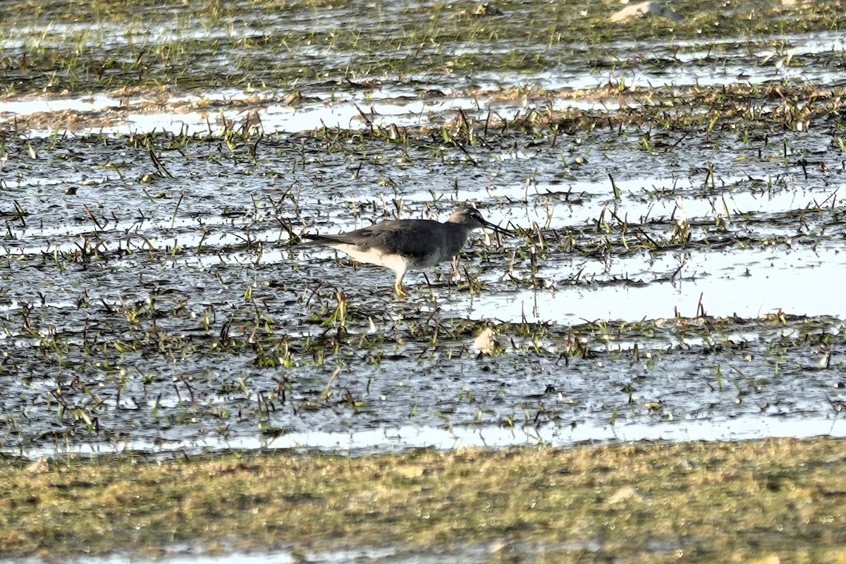 Wandering Tattler - SHUJI SAKATA