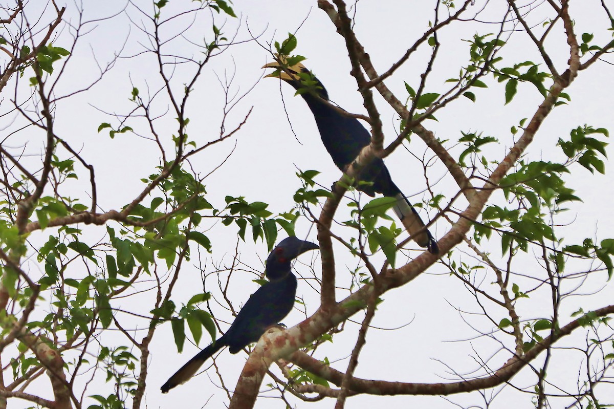 Black Hornbill - ML621486851