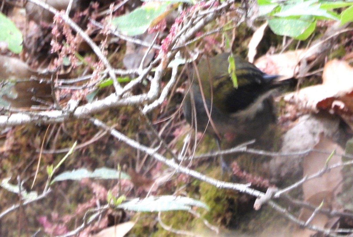 Green-striped Brushfinch - ML621486938