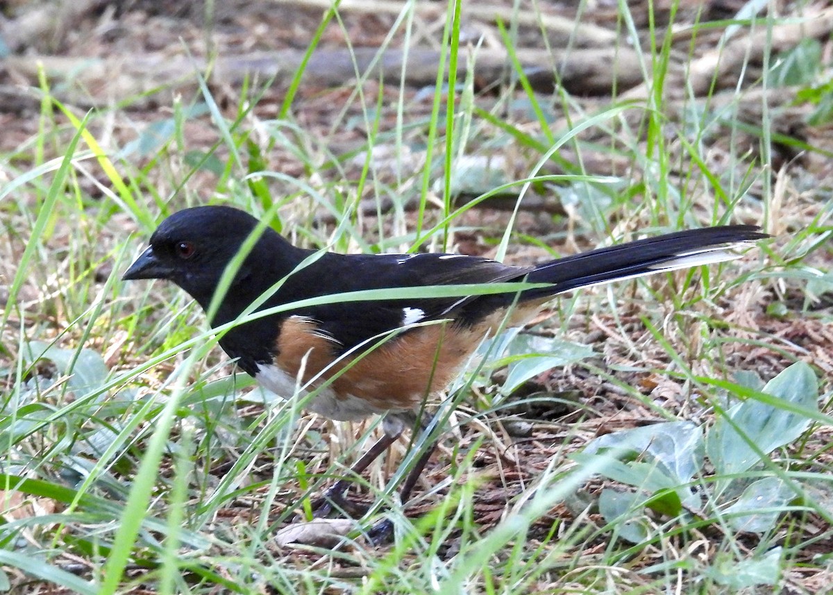 Eastern Towhee - ML621486940