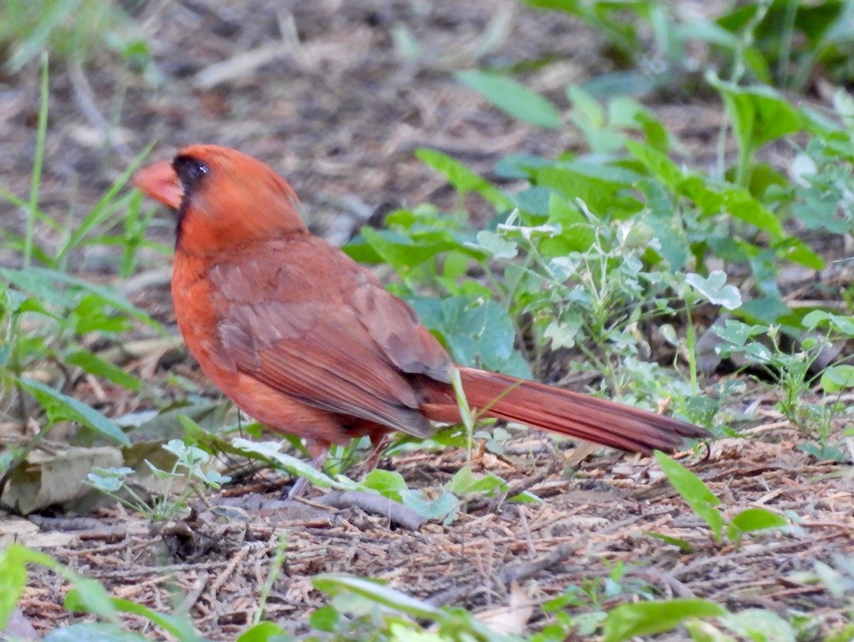 Northern Cardinal - ML621486976