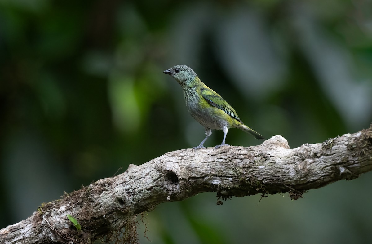 Black-capped Tanager - ML621487044