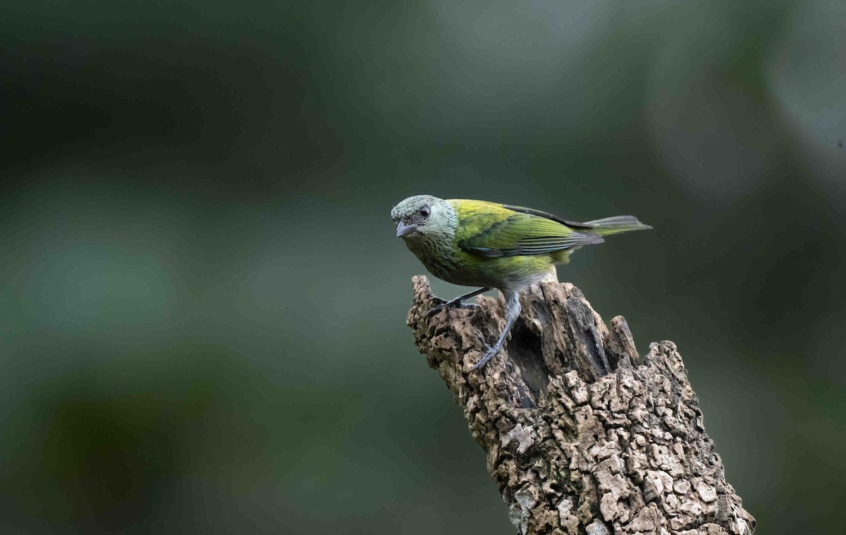 Black-capped Tanager - ML621487051