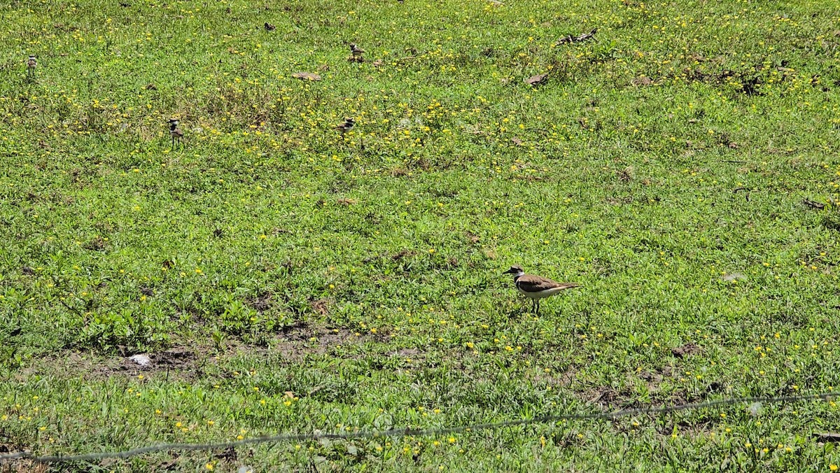 Killdeer - ML621487120