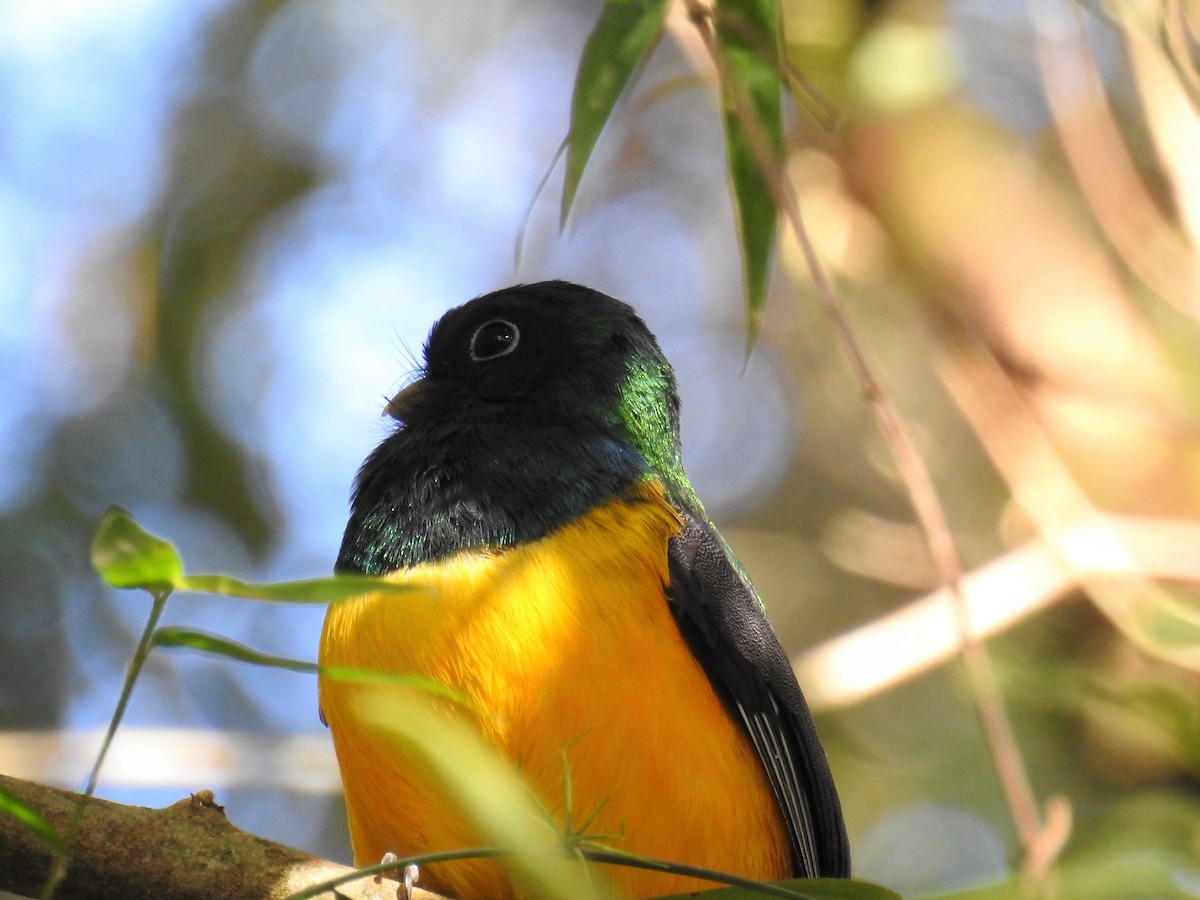 Atlantic Black-throated Trogon - ML621487156