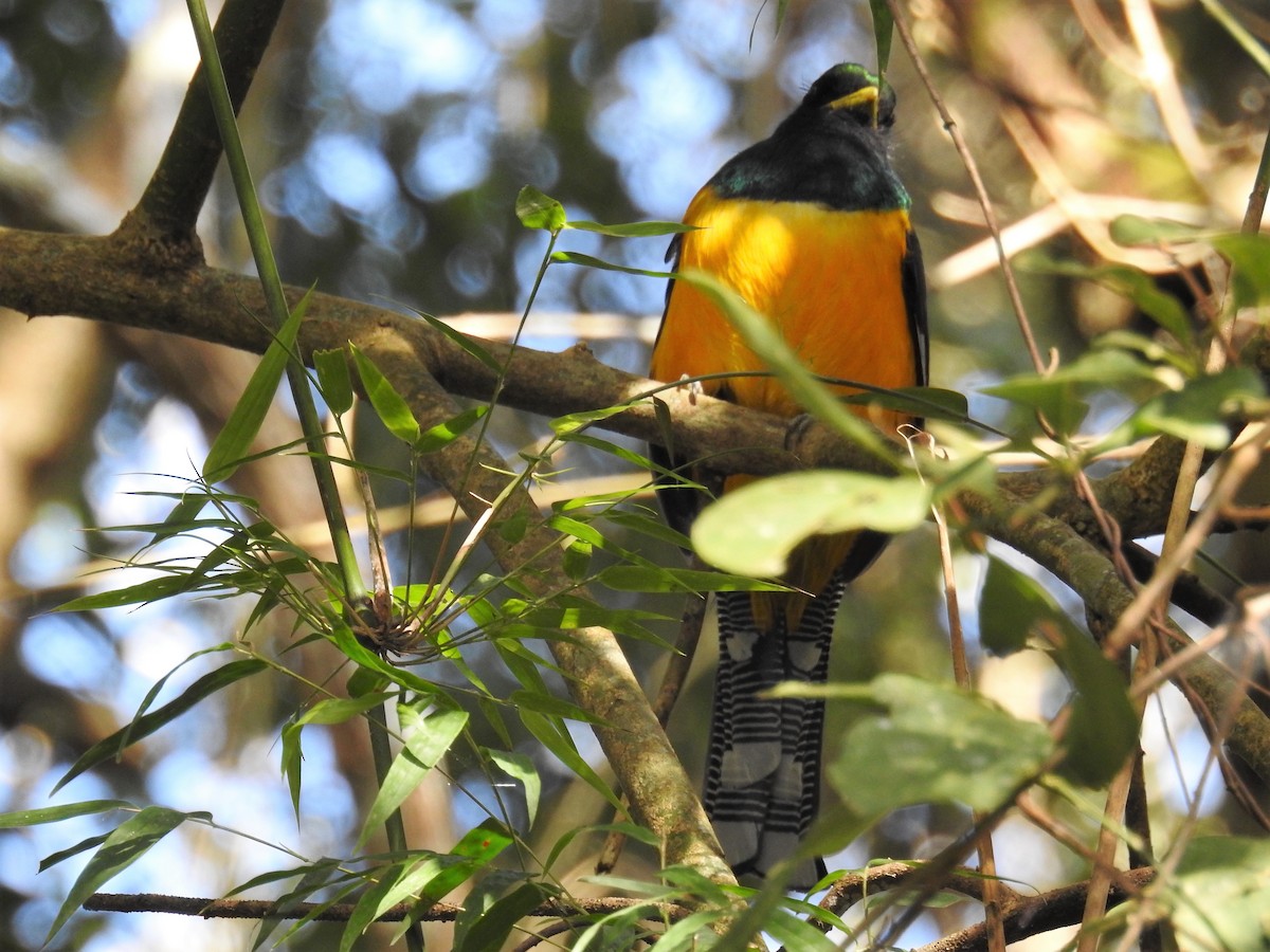 Atlantic Black-throated Trogon - ML621487158