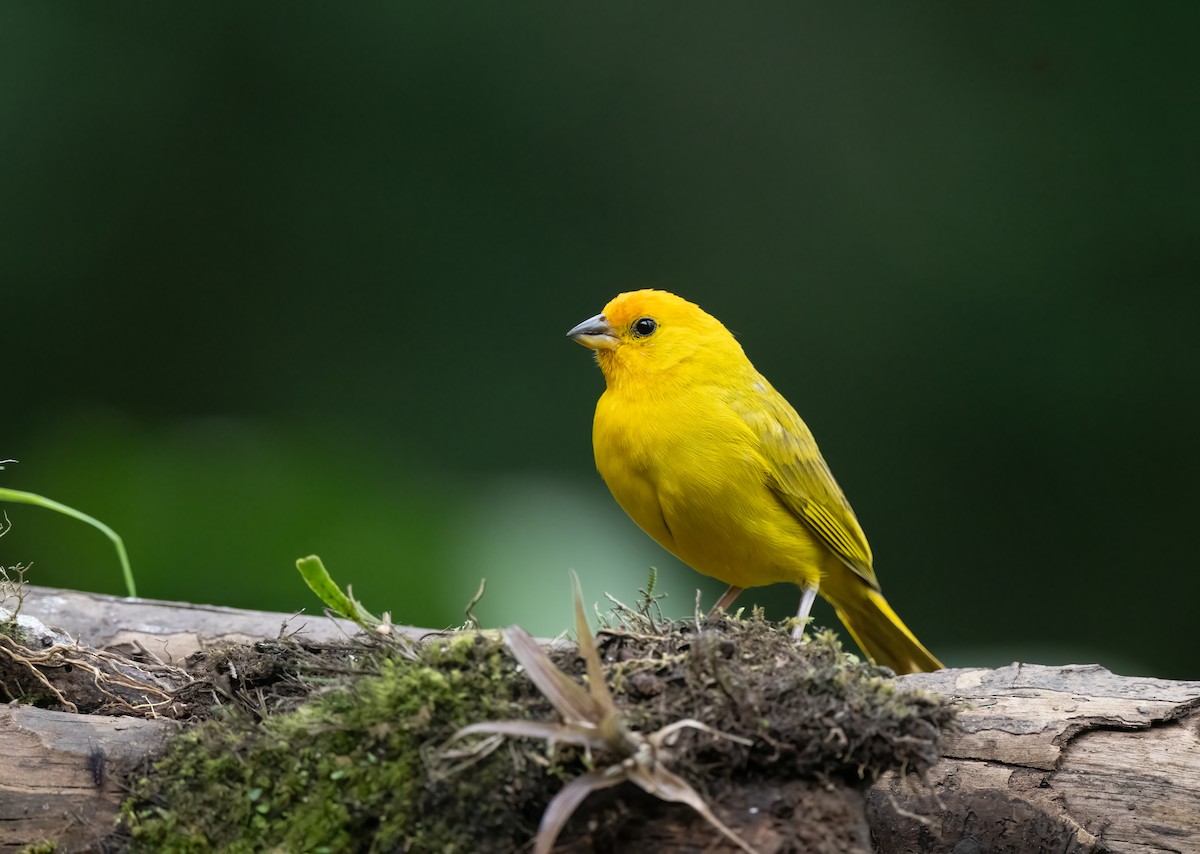 Saffron Finch - ML621487165