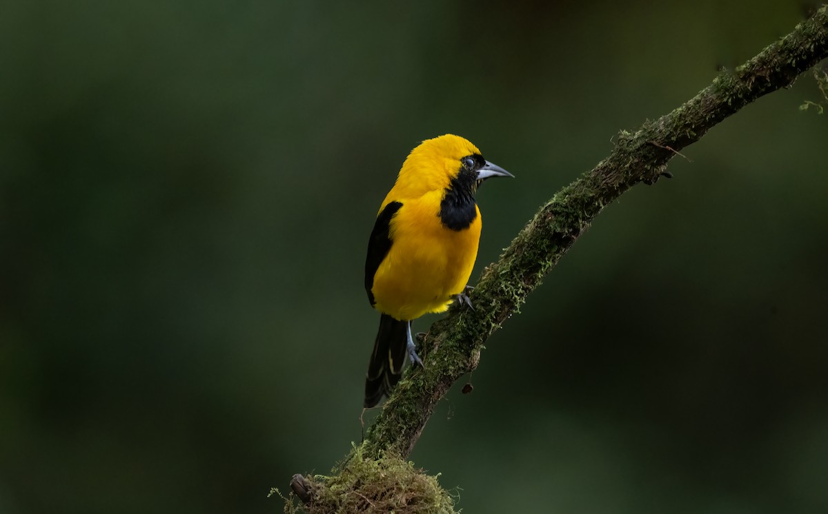 Yellow-backed Oriole - ML621487205