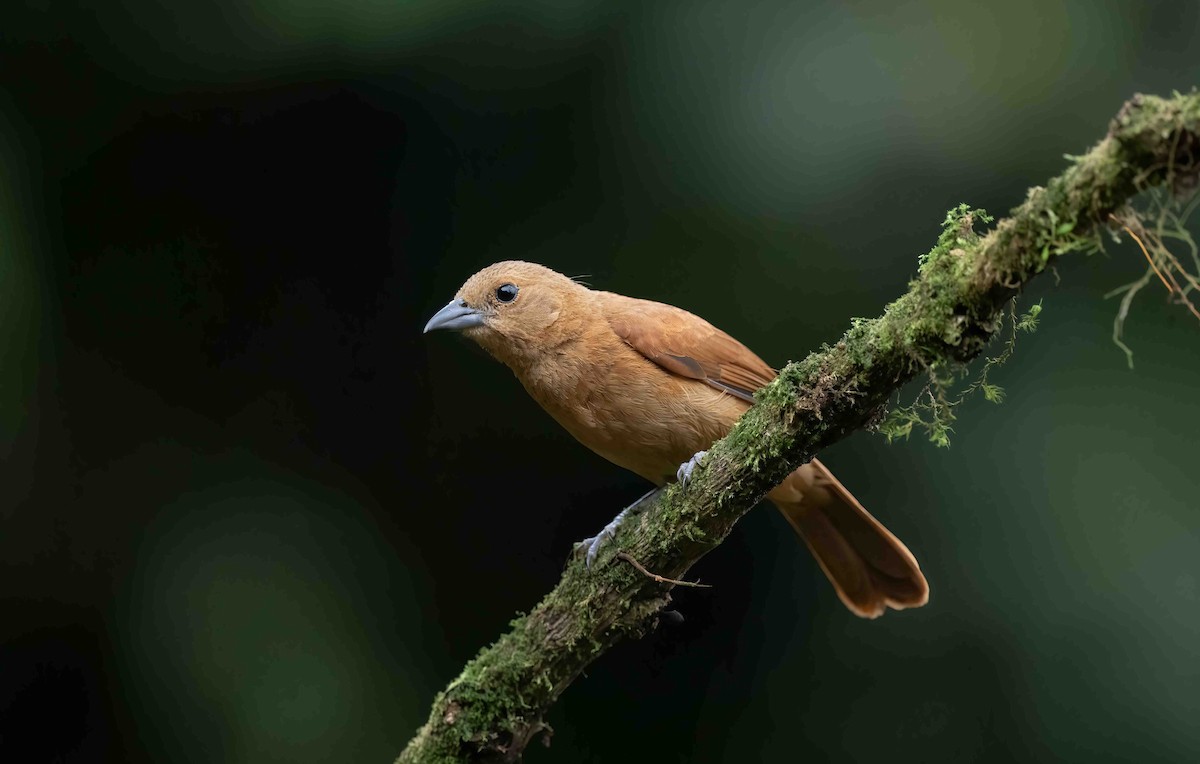 White-lined Tanager - ML621487241