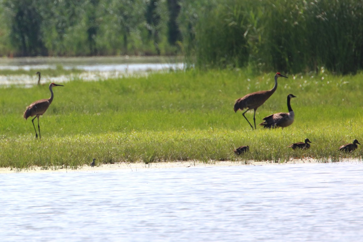 Sandhill Crane - ML621487292