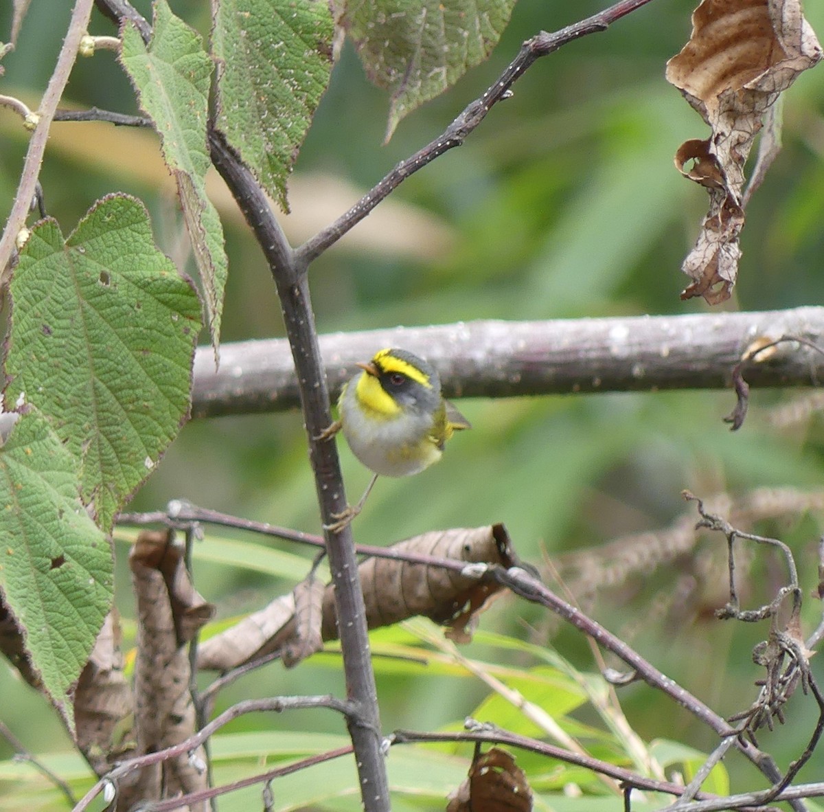 Black-faced Warbler - ML621487306