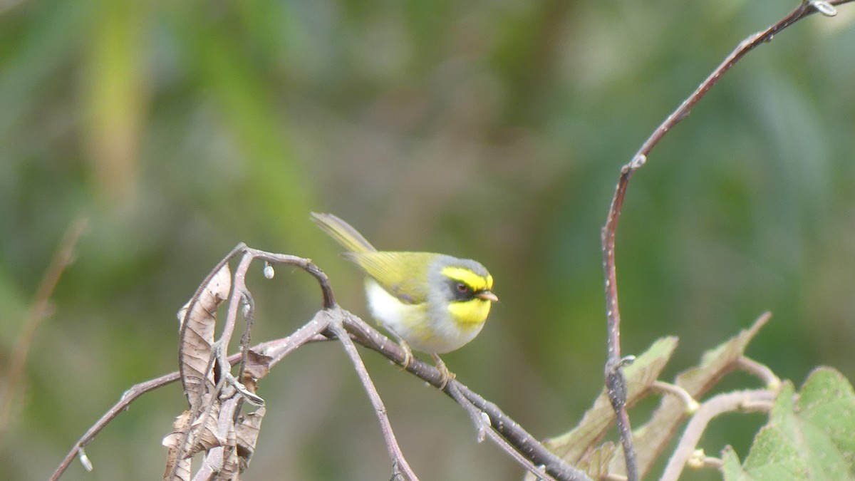 Black-faced Warbler - ML621487338