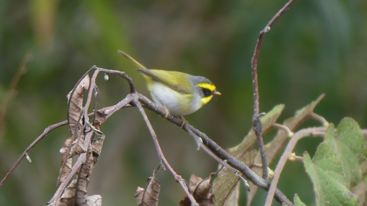 Black-faced Warbler - ML621487339