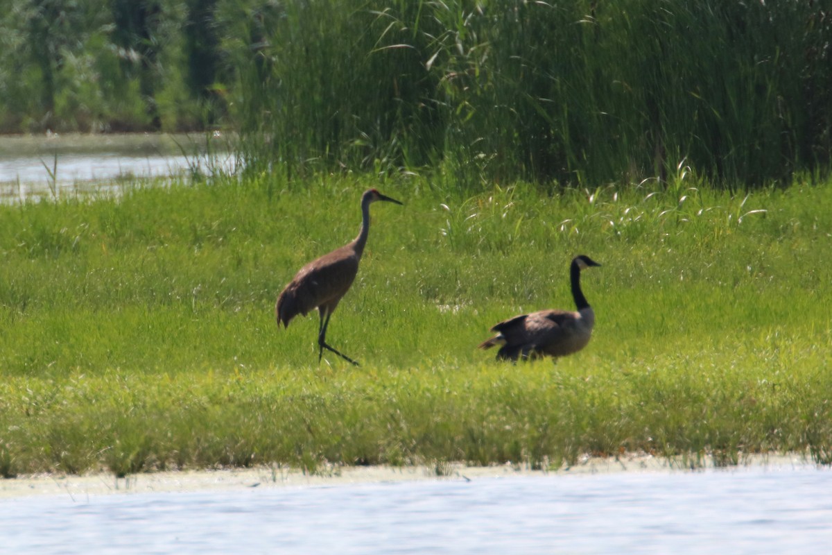 Sandhill Crane - ML621487344