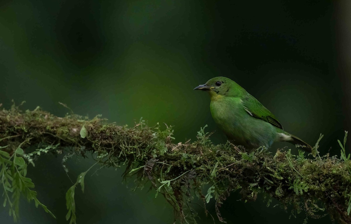 Green Honeycreeper - ML621487353