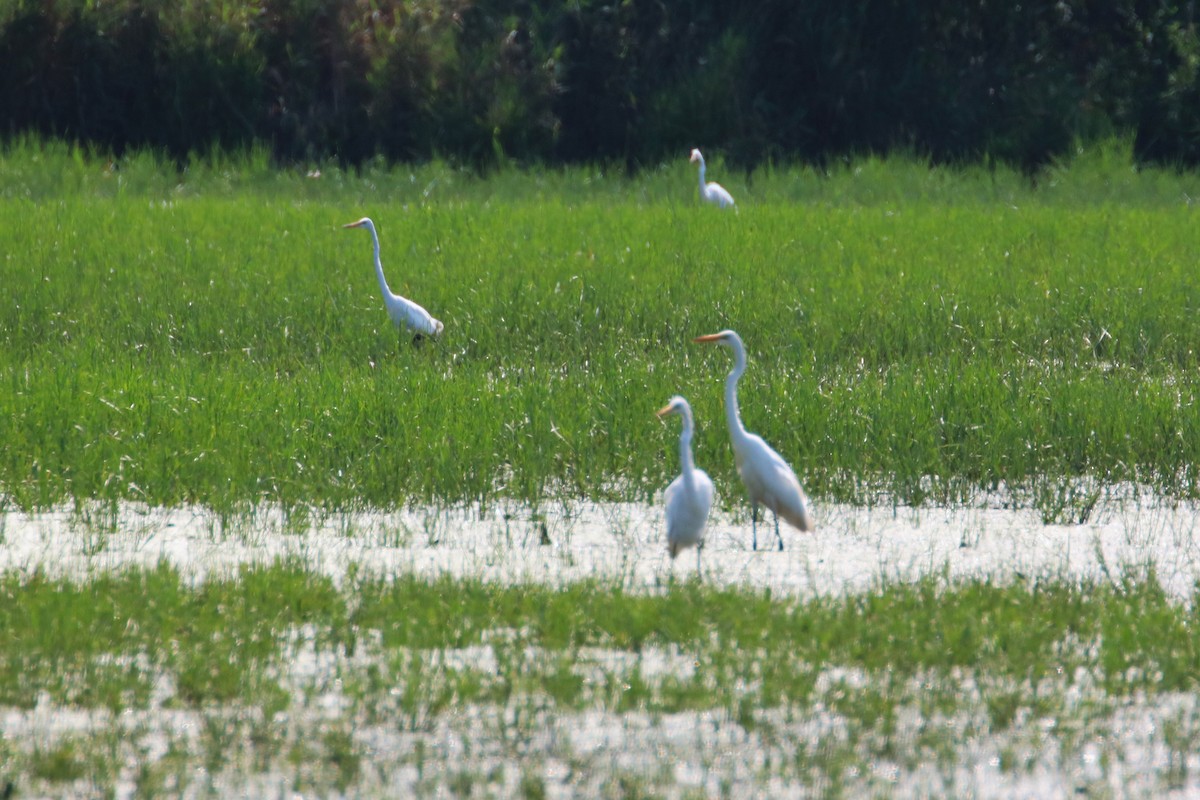 Great Egret - ML621487441