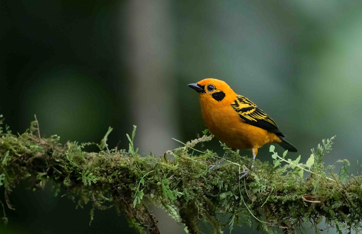 Golden Tanager - ML621487454