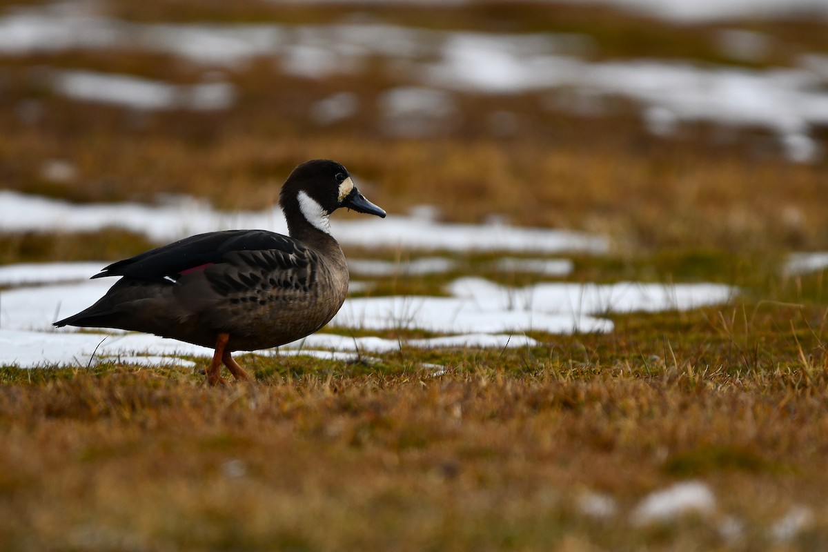 Spectacled Duck - ML621487492