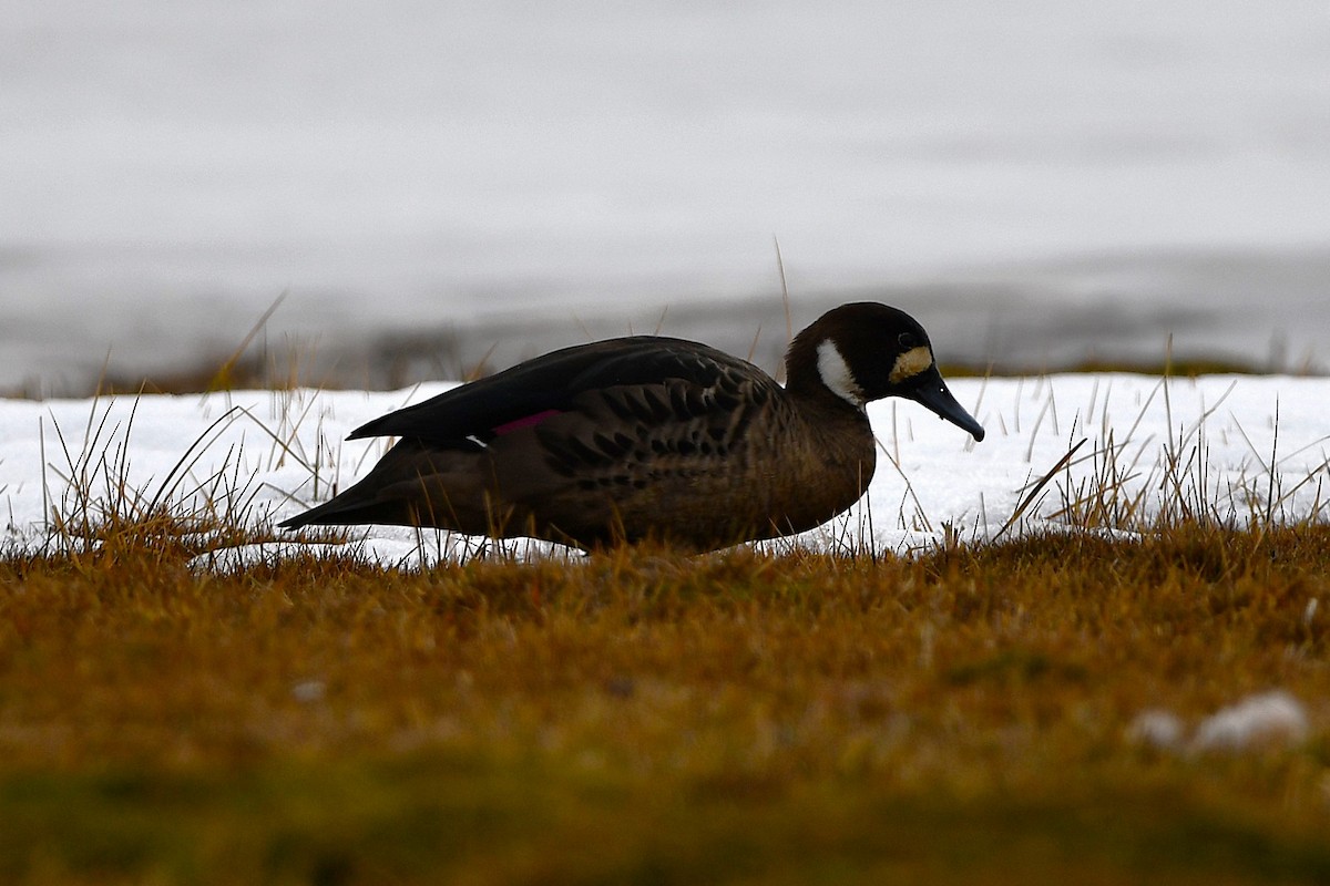 Spectacled Duck - ML621487493