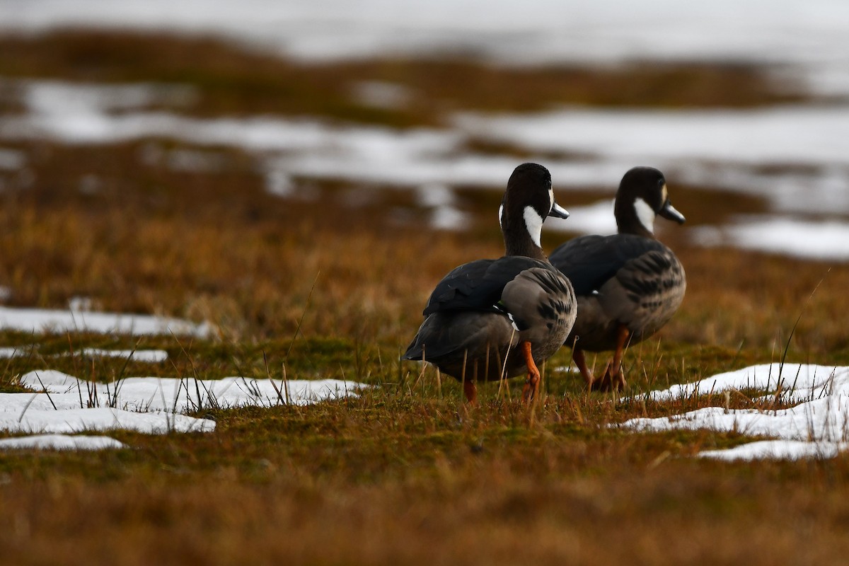 Spectacled Duck - ML621487494