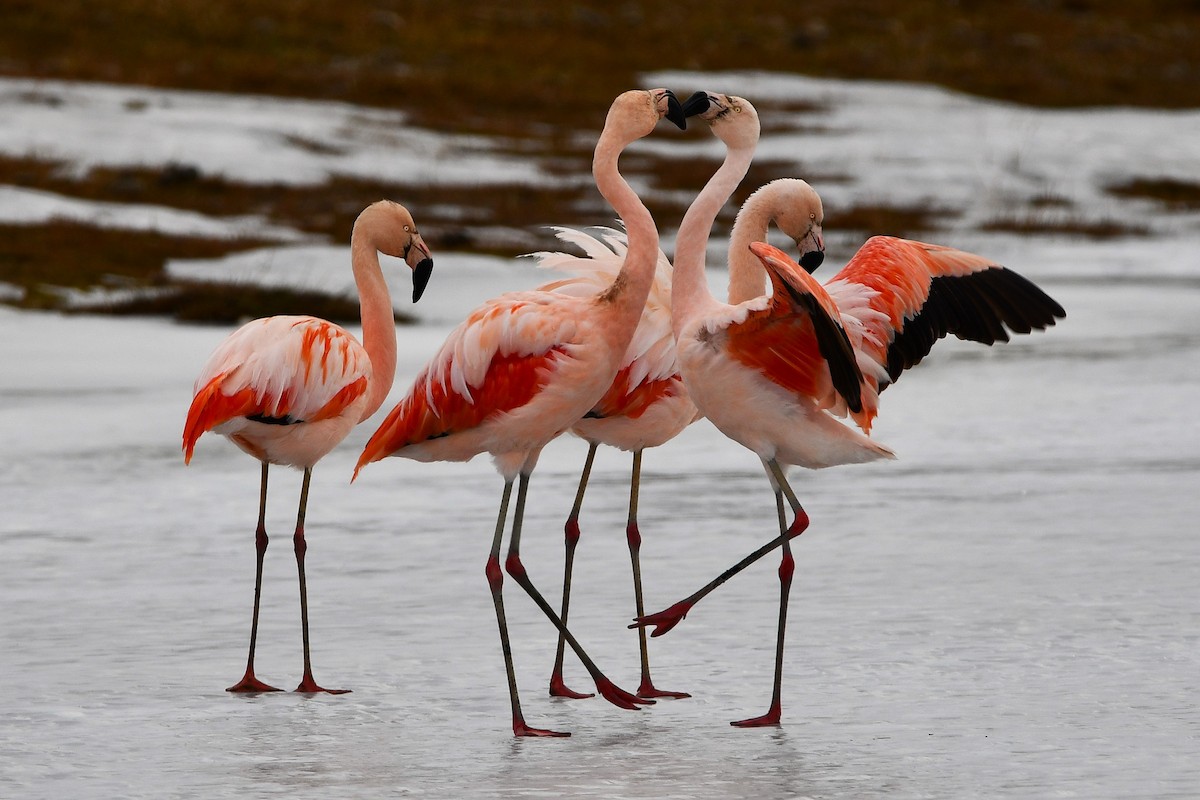 Chilean Flamingo - ML621487511