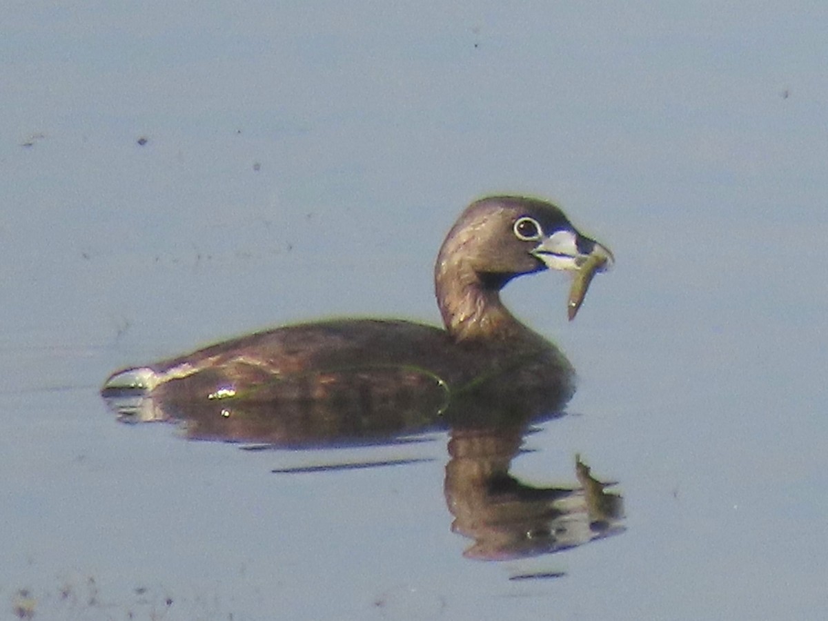 Pied-billed Grebe - ML621487541