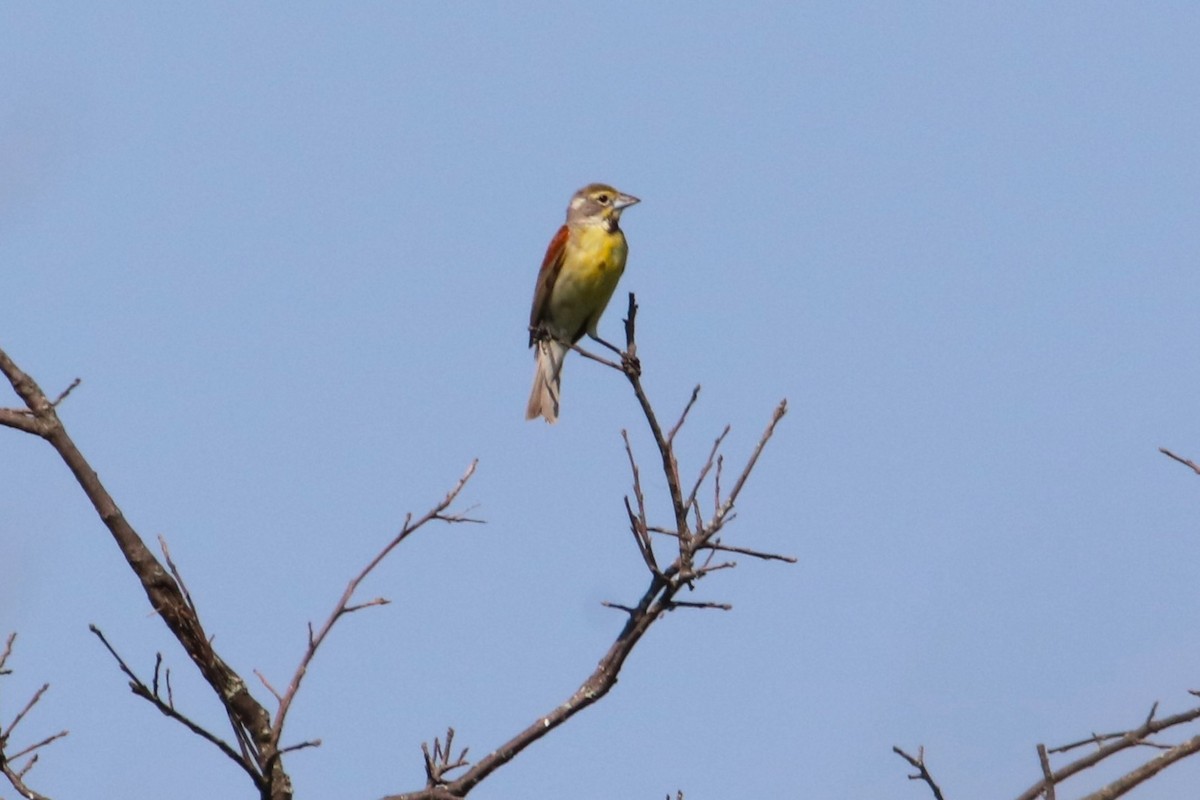 Dickcissel - ML621487550
