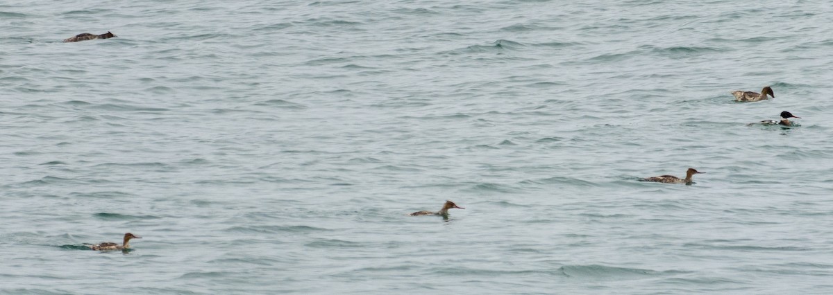 Red-breasted Merganser - Georgia Wyatt