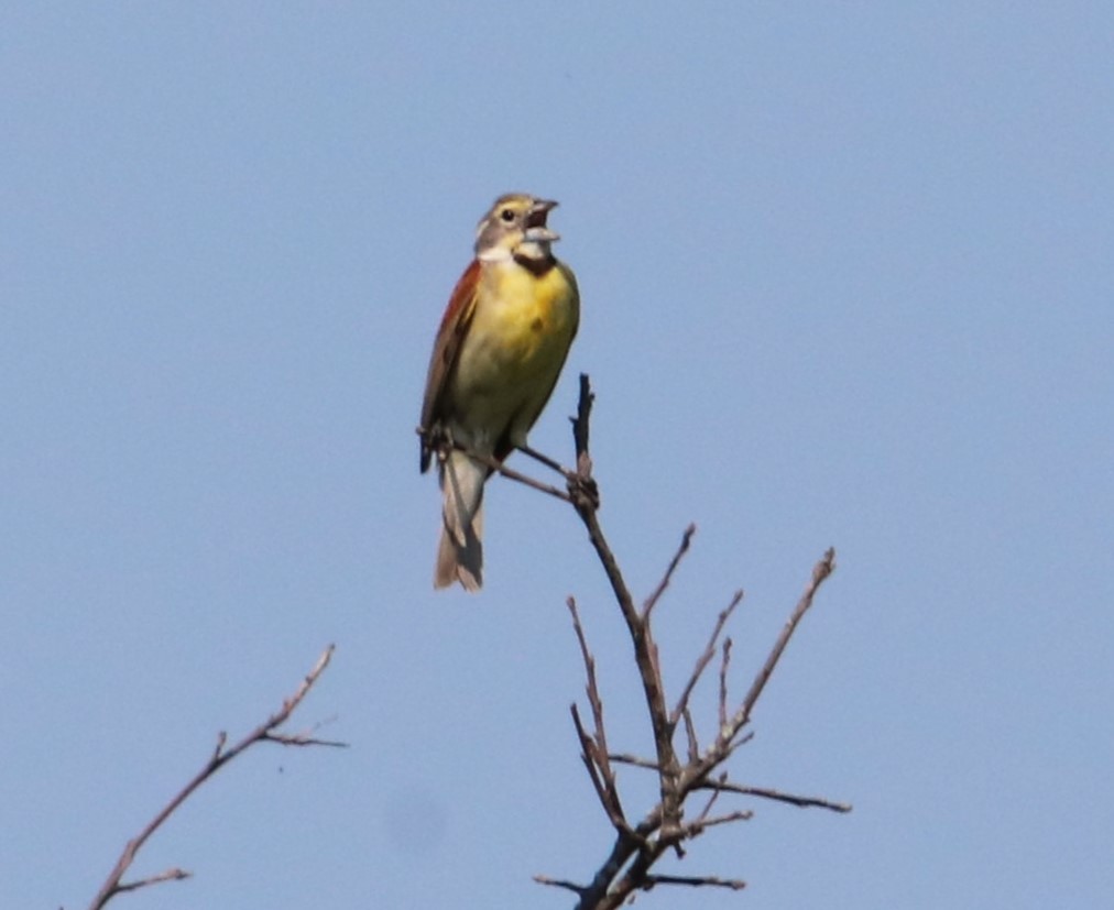 Dickcissel - ML621487569